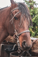 Horses in a stable on a rainy autumn day. Horizontal view.