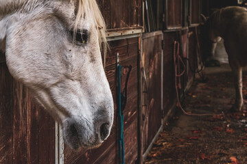 White horse in the stable. Portrait of a white horse.