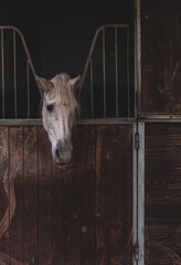 White horse in the stable. Portrait of a white horse.