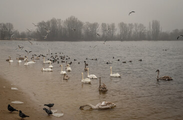 Winter fog on the waterfront. People walk along the waterfront along the river, feeding the ducks and swimming.
