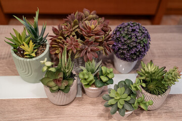 Thriving Indoors: Honoring the Beauty of Houseplants