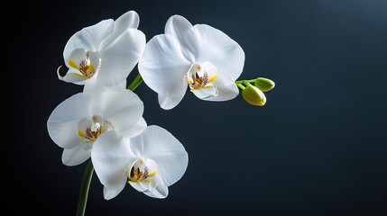 Elegant White Orchid on Dark Background