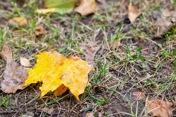 A collection of various leaves is spread out on the ground amid the grass