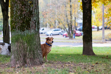 A playful dog is peeking out curiously from behind a tall tree in a park