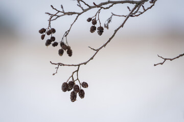 Branch of Alnus glutinosa, black alder or European alder. Catkins or Alder Cones, Common Alder (Alnus glutinosa) in winter. 