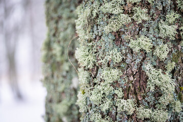 Lichen on the tree bark winter season. Winter background. A tree covered with leafy foliose lichens and shrubby fruticose lichens. 