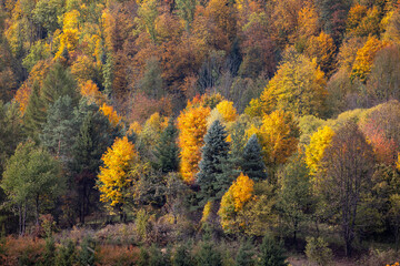 Fototapeta premium Picturesque view of the autumn landscape in the Pieniny Mountains, colorful leaves on the trees, Szczawnica, Poland