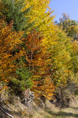 Fototapeta premium Picturesque view of the autumn landscape in the Pieniny Mountains, colorful leaves on the trees, Szczawnica, Poland