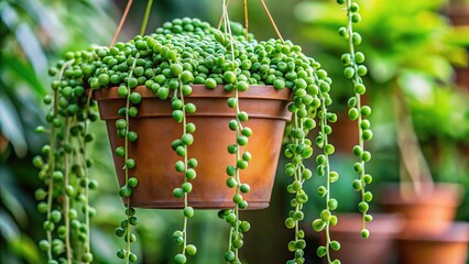 Hanging green Senecio Rowleyanus or String of Pearls plant in garden pot in daylight