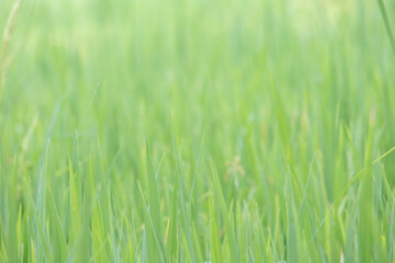 Green Paddy field background