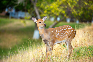 Beautiful sika deer in the autumn forest against the background of colorful foliage of trees. The deer looks to the sides and chews the grass. Fabulous forest autumn landscape with wild animals.