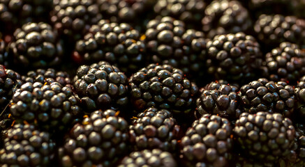 Blackberry berries. Fresh ripe blackberries as background, top view. Juicy ripe black berries in a heap. Texture of blackberries close-up.