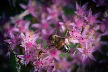 Spinne möchte eine Biene fangen 