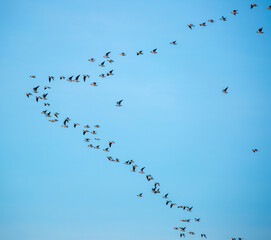 A flock of birds flies in the blue sky. Awakening of nature in spring, free flight. A flock of small birds in flight against a blue sky with clouds.