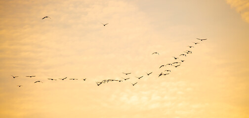 A flock of birds flying in the sunset yellow sky. Awakening of nature in spring, free flight. A flock of small birds in flight against the sunset sky with clouds.