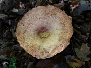 Gewone krulzoom - Paxillus involutus