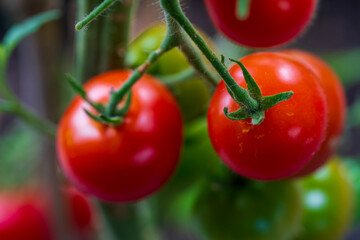 Home grown red tomatoes in juicy close up view condition 