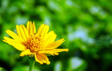 Pretty yellow creeping daisy flower, close-up of pollen yellow creeping daisy flower,  yellow creeping daisy flowers growing in spring
