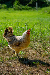 A chicken stands in a grassy field on a sunny day in the Azores, Portugal. The bird's feathers are illuminated by sunlight, with green vegetation in the background creating a peaceful rural scene.