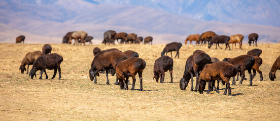 Rams and lambs graze in a meadow. Cattle grazing. A flock of rams walks across an autumn field in...