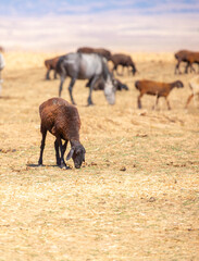 Rams and lambs graze in a meadow. Cattle grazing. A flock of rams walks across an autumn field in search of grass. sheep