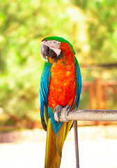 A close-up of a macaw. The multi-colored parrot sits on a perch. The background is blurred, which emphasizes the bird's bright colors.