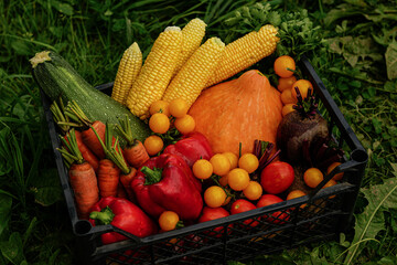 Farm-Fresh Vegetables in a Harvest Basket. This top-down image displays a colorful selection of freshly harvested vegetables arranged in a basket on lush green grass. 