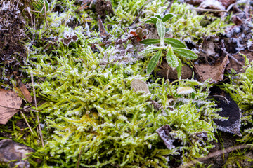 A landscape of nature shrouded in the first frost: frost-covered plants and ice patterns create a magical winter atmosphere