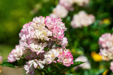 A close-up of a vibrant flower with detailed petals and stamens highlighting its natural beauty