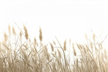 Fototapeta premium Natural field border backgrounds plant grass.