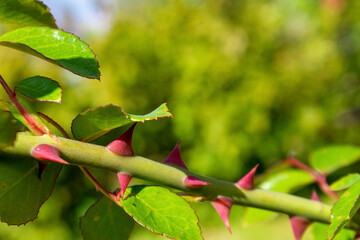 A close-up of a delicate rose with bright green leaves and graceful thorns, highlighting the beauty and complexity of the flower