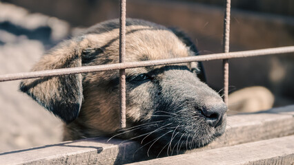 mongrel dog puppy with sad eyes looks out of the cage