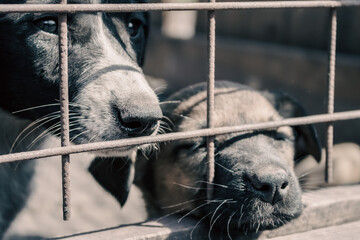 mongrel dog with sad eyes and a puppy mongrels peeking out of the cage