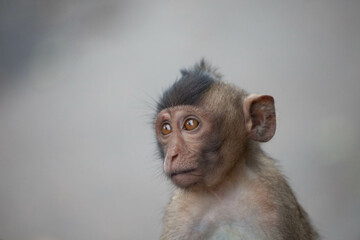 可愛いサル