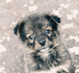 portrait of a purebred sad puppy closeup