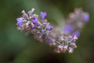 Obraz premium Lavendar in top view with blurry bokeh background view