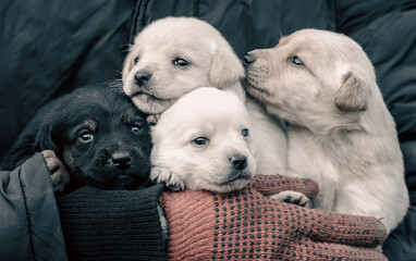 bunch of little puppies in human hands