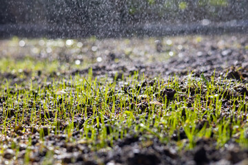 Green grass seed planting under the rain. Outdoor turf. Macro photography. High quality photo.