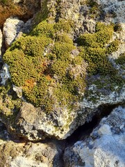 Obraz premium Wild rock