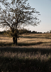 Foto scattata attorno alle colline Tassarolesi, in provincia di Alessandria.