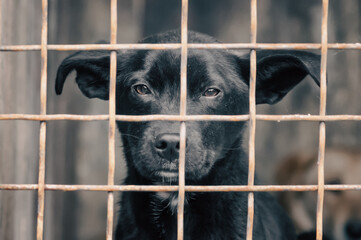 mongrel dog with sad eyes in an iron cage