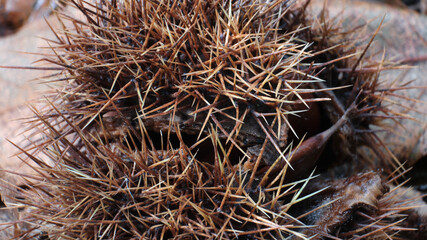 Macro scattata a delle castagne in un bosco nelle colline attorno a Tassarolo.