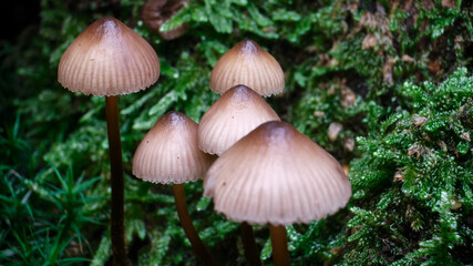 Fototapeta premium Macro scattata a dei funghi in un bosco nelle colline attorno a Tassarolo.