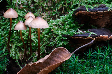 Macro scattata a dei funghi in un bosco nelle colline attorno a Tassarolo.
