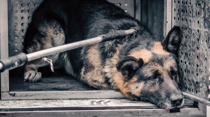 old stray dog ​​in a shelter