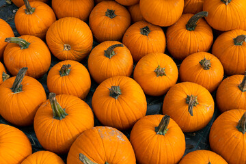 Many fresh just picked orange pumpkins on the ground for Halloween decoration. 