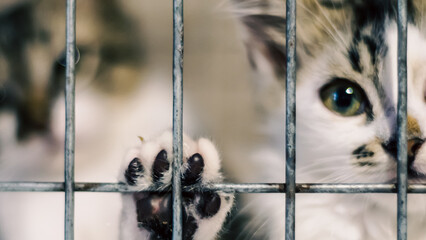 cat's paw on the cage and kittens in blur