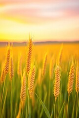 Golden Wheat Field at Sunrise