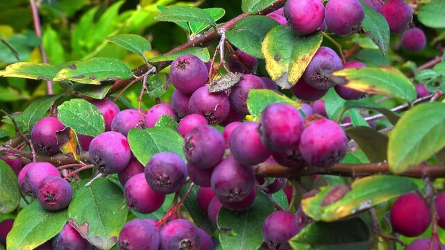 Red fruits on a bush Cotoneaster sp. - Angiosperms, Rosaceae, Malinae
