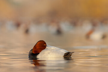 Common pochard (Aythya ferina) male sleeping in a pond.